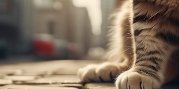 物业把猫丢掉违法吗？